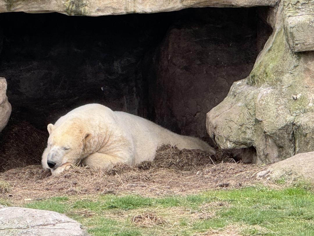 Polar bear